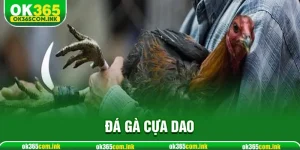 Đá Gà Cựa Dao Tại ok365 Với Những Màn Thi Đấu Máu Lửa